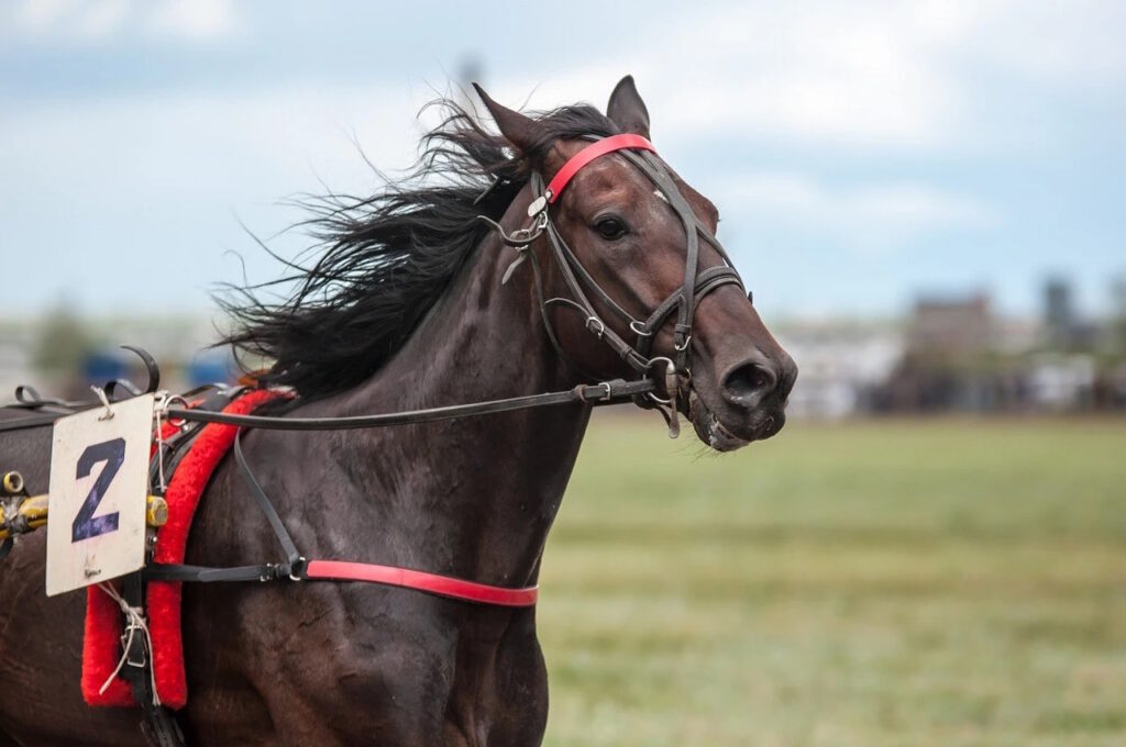 
racing horse at the races